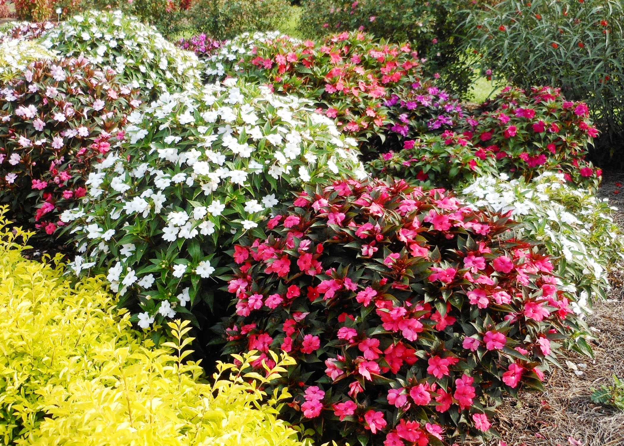 SunPatiens offer proven Louisiana performance